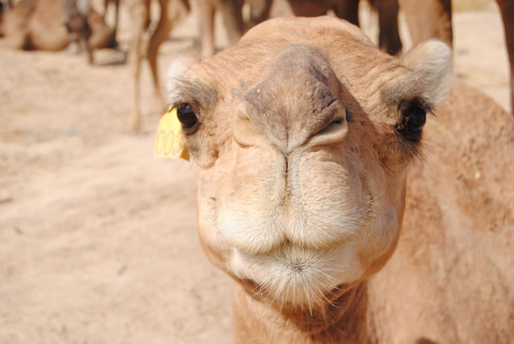 Gros plan du visage d’un chameau avec d’autres chameaux en arrière-plan