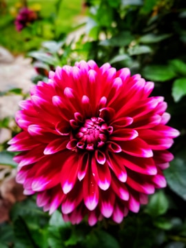 A vibrant dahlia flower with layers of deep pink petals that transition to white tips, framed by lush green foliage.