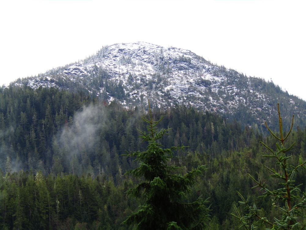 a mountain covered in snow with trees in the foreground