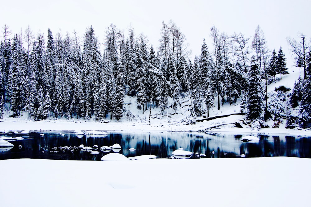 a snowy landscape with trees and a body of water