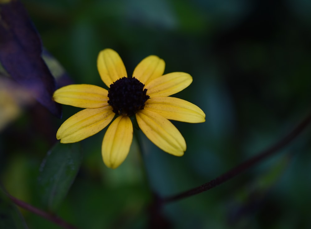 a yellow flower with a black center surrounded by green leaves