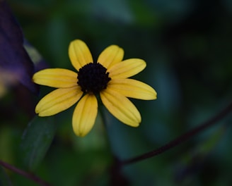 a yellow flower with a black center surrounded by green leaves