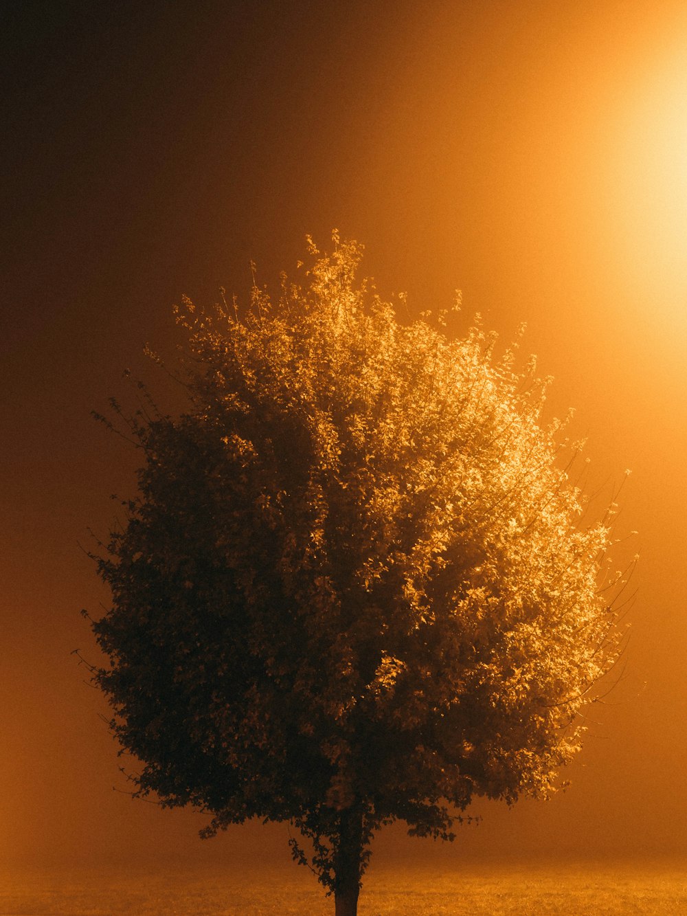 a lone tree in the middle of a field