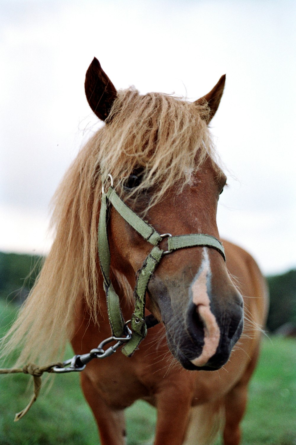 a brown horse with blonde hair and a green bridle