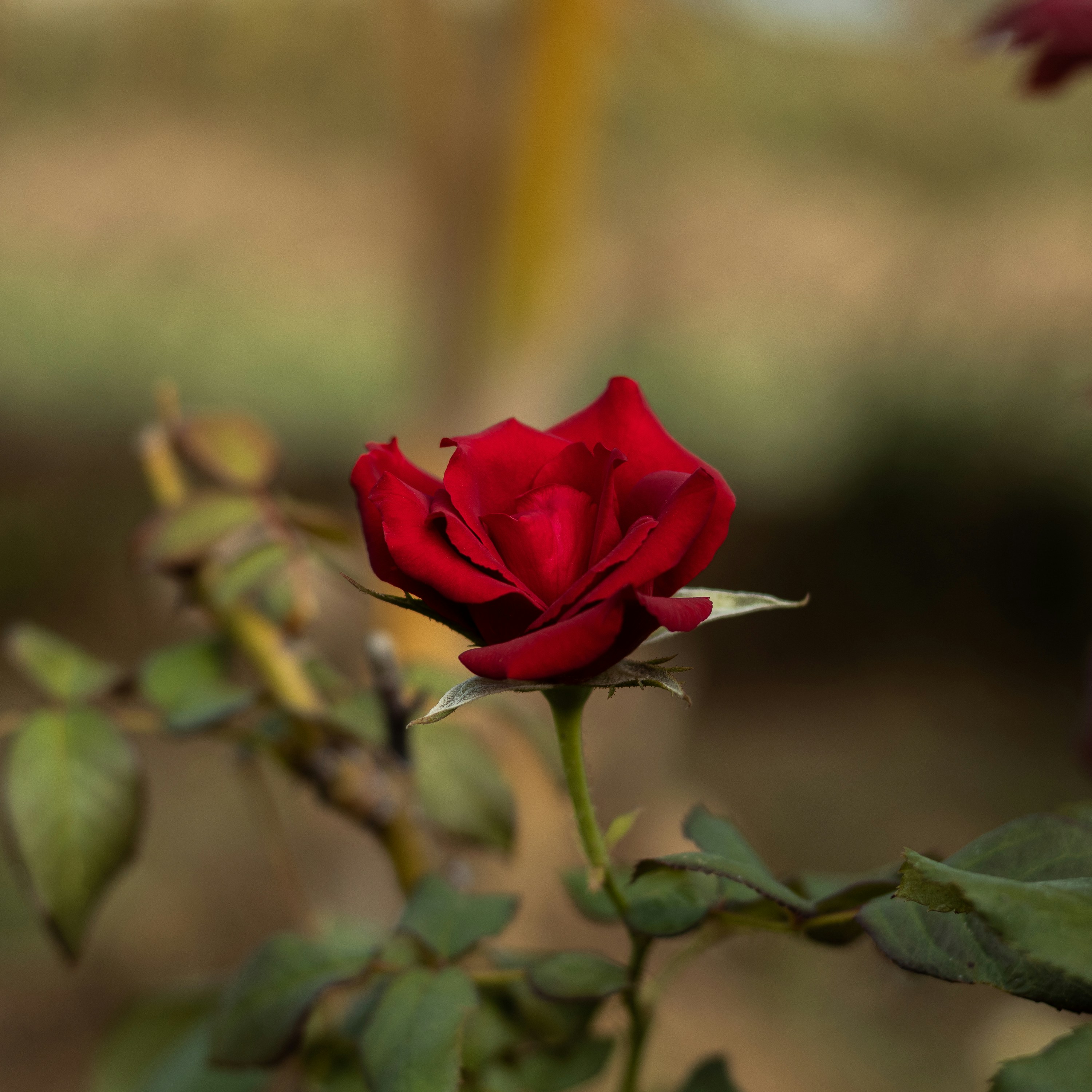 司雲 - 想跟我的爸爸說：我很希望您具有溫柔又慈祥的特質。

小時候，我很羨慕其他親戚的小孩，他們的父親都像他們的朋友一樣，可以彼此愉快的互動。

我也承認，小時候我也有執拗不好管教的