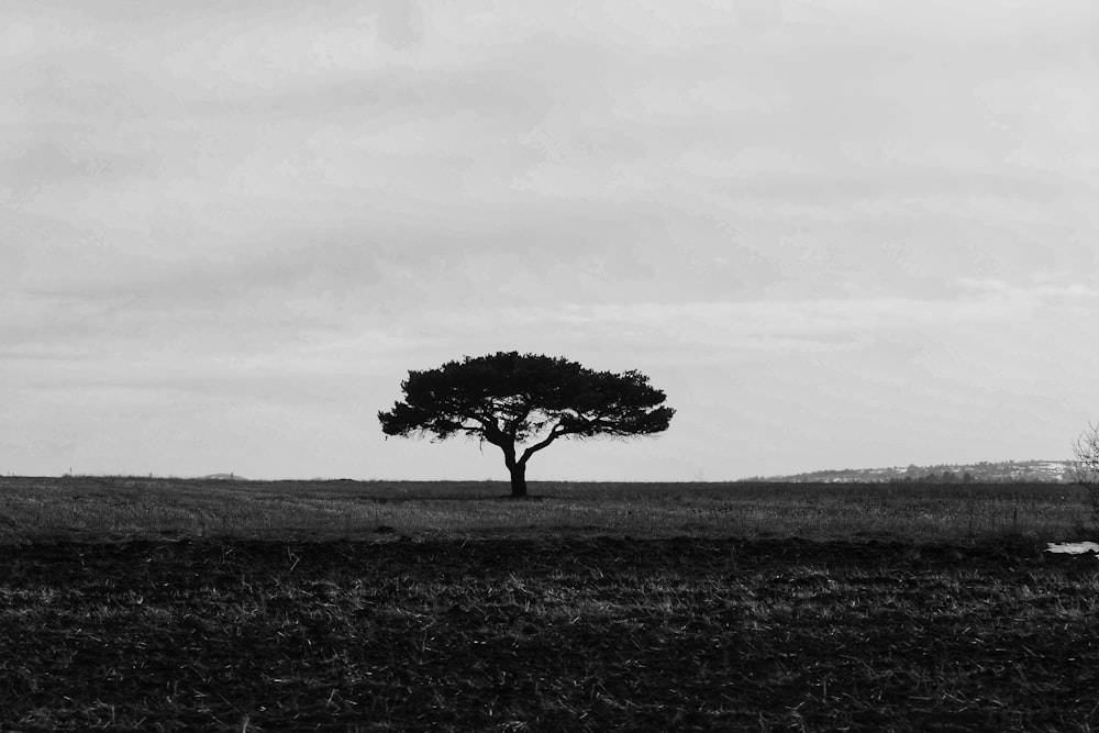 Un albero solitario si erge da solo in un campo