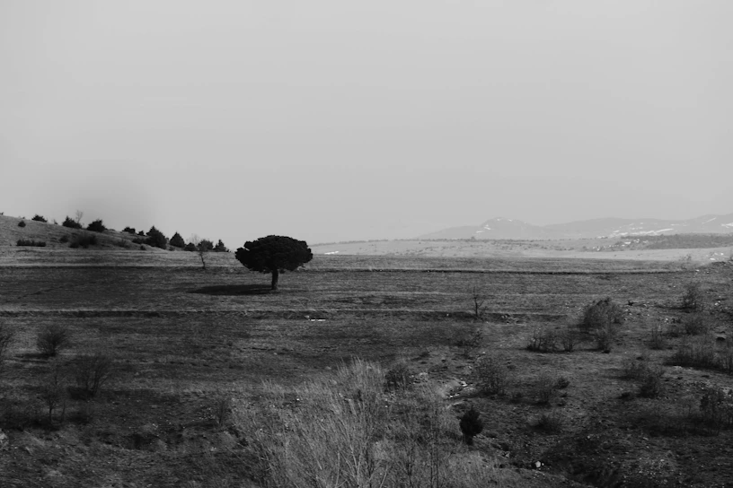 a black and white photo of a lone tree in a field