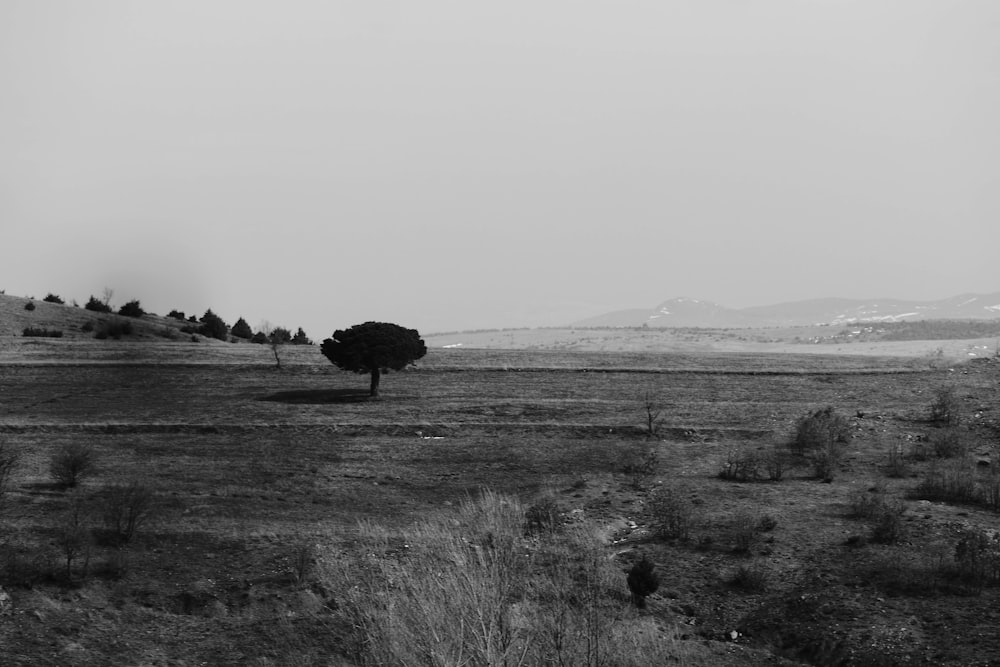 Una foto in bianco e nero di un albero solitario in un campo