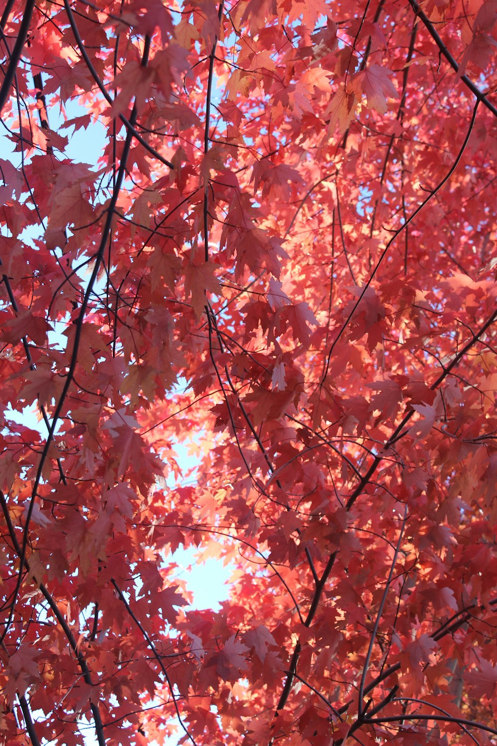 배경에 붉은 잎과 푸른 하늘이 있는 나무
