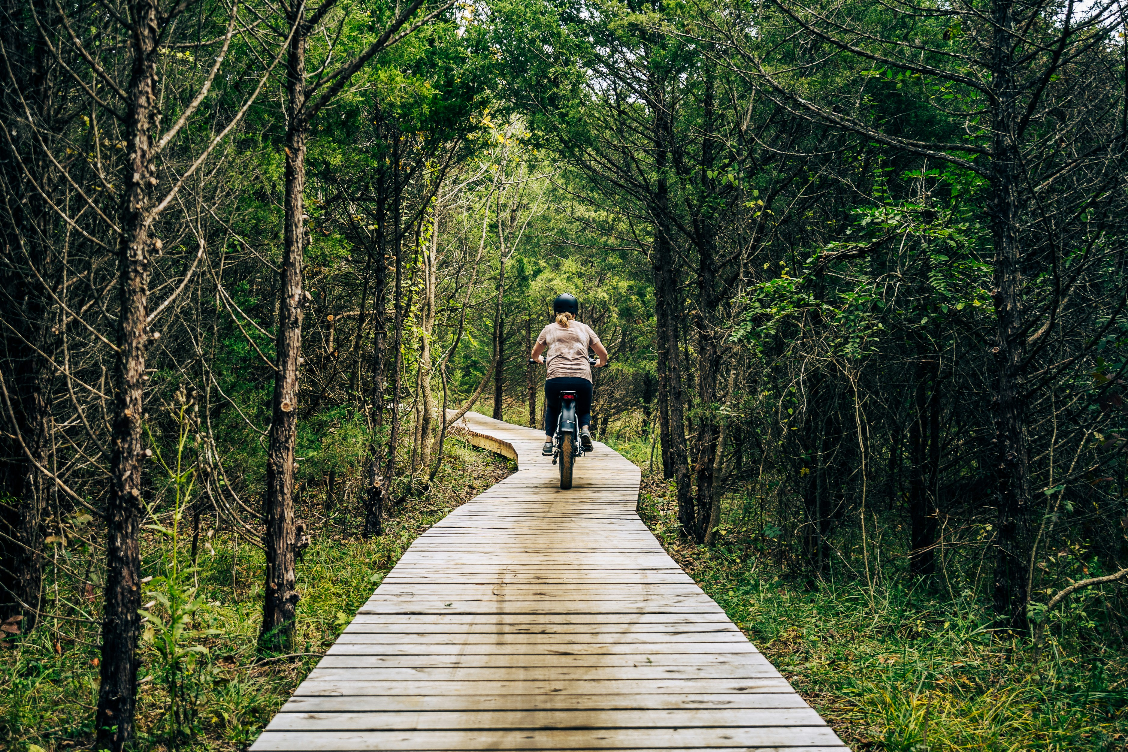 Why is My Zebra Plant Drooping UpGardening