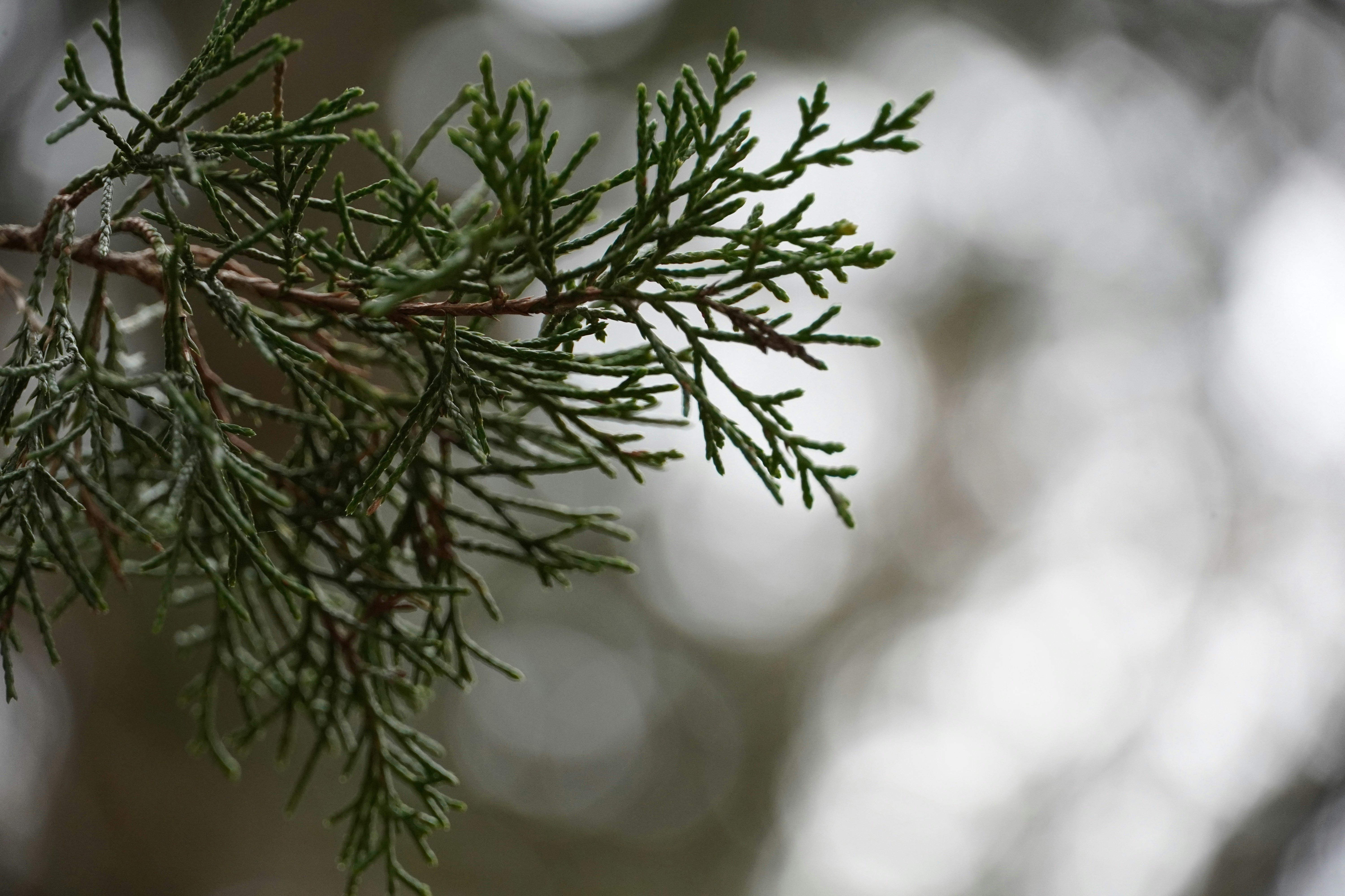 Photo by calecrunchy