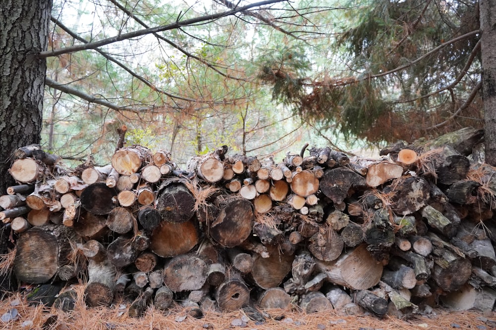 uma pilha de troncos sentados no meio de uma floresta