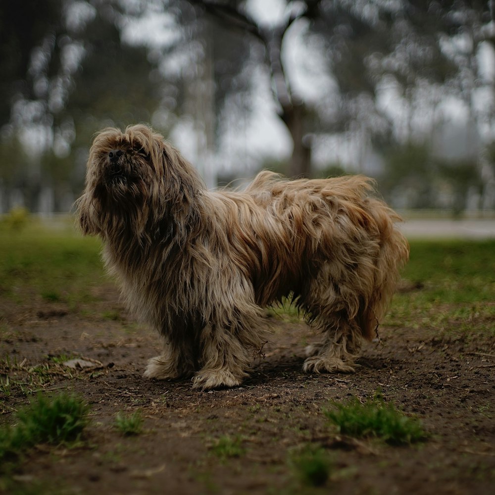 a shaggy dog standing on top of a dirt field