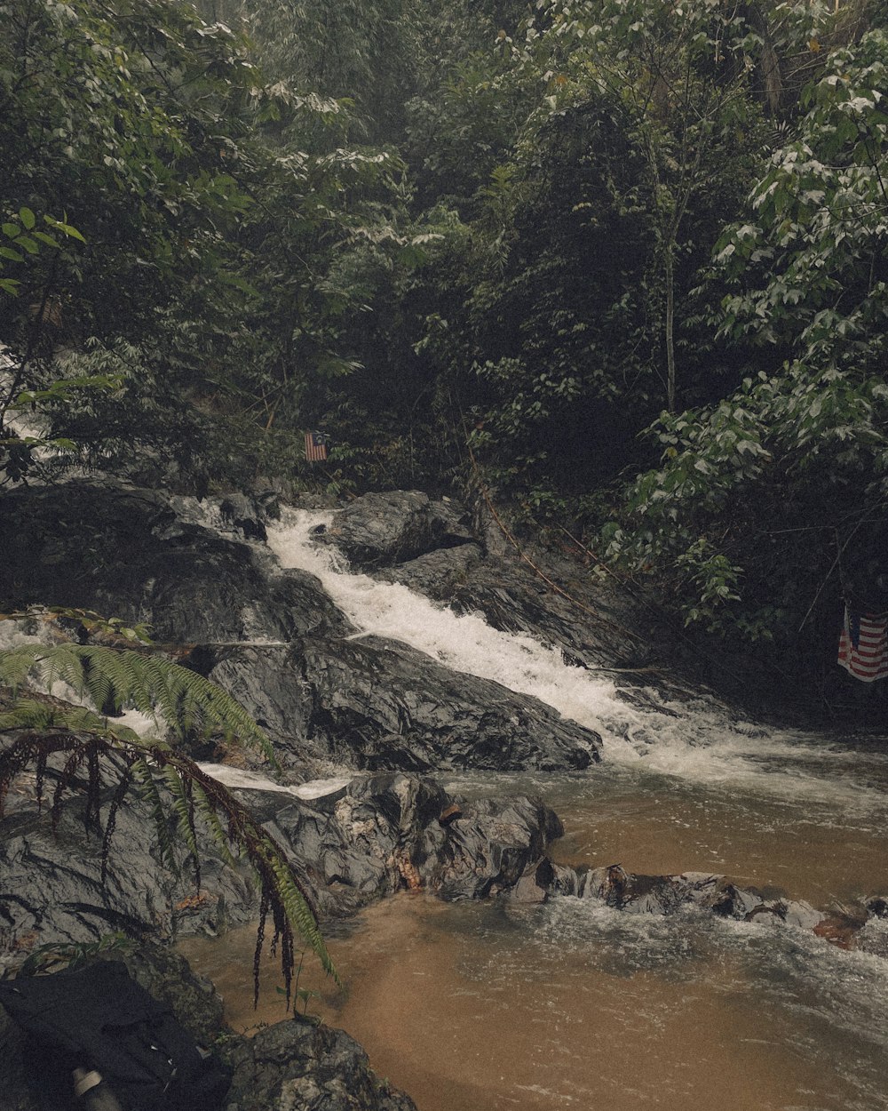 a stream running through a lush green forest