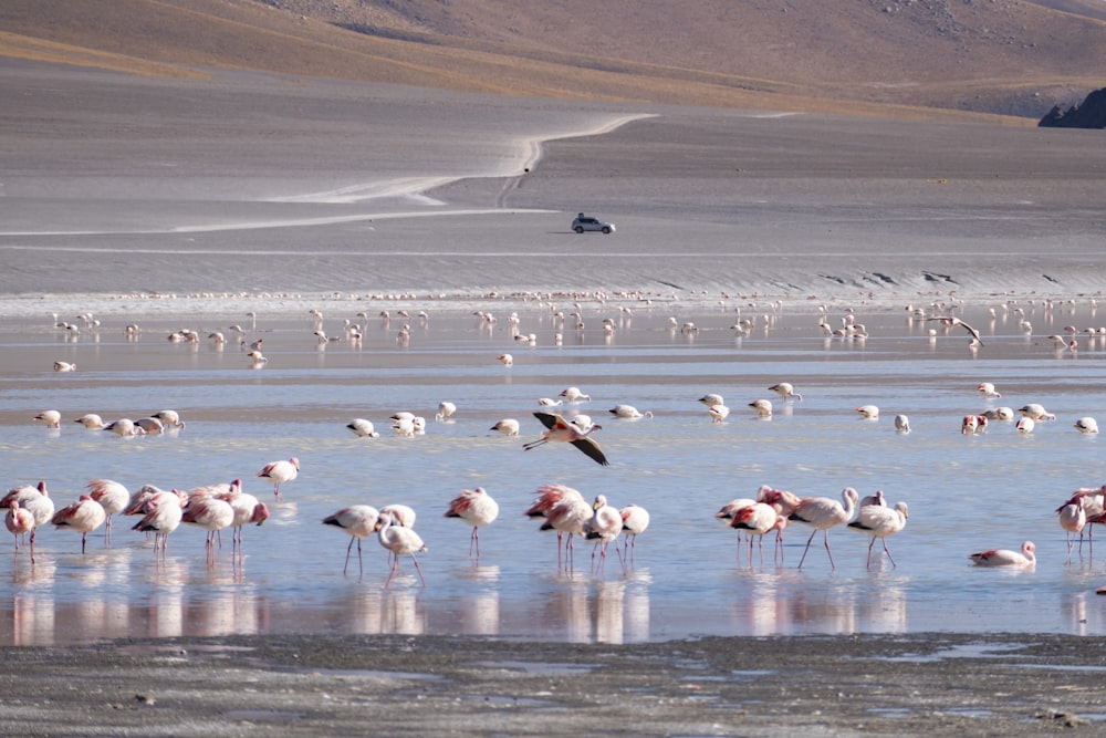 a flock of flamingos standing on top of a beach