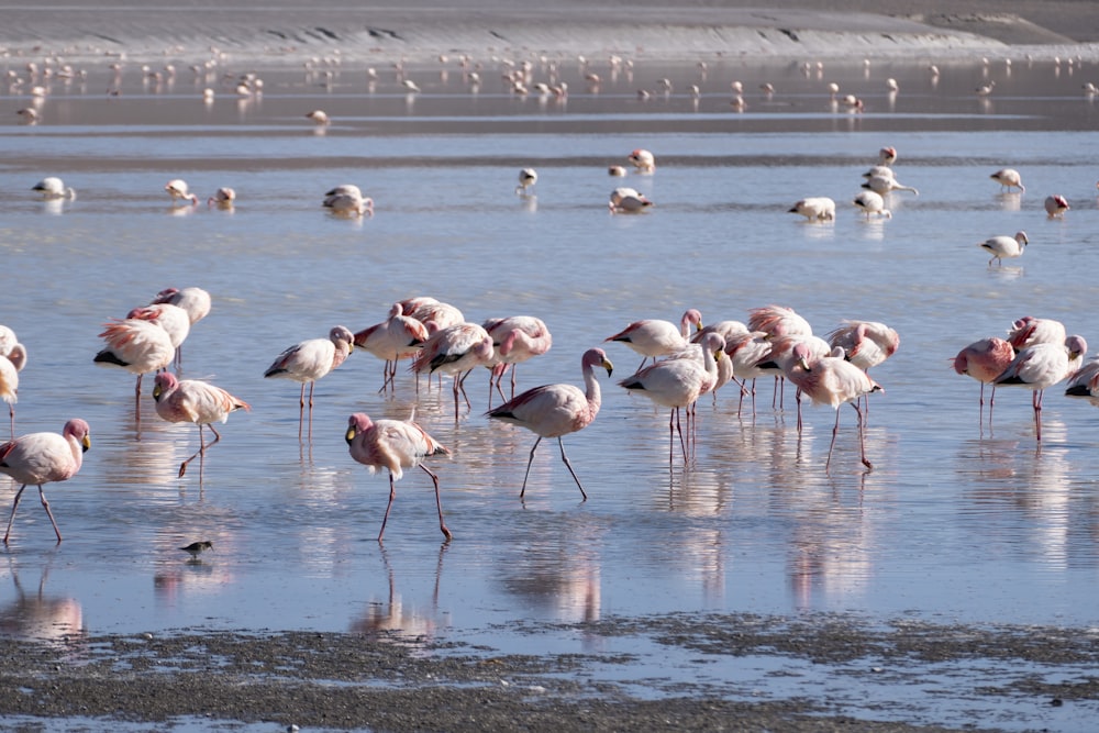 a group of flamingos standing in shallow water