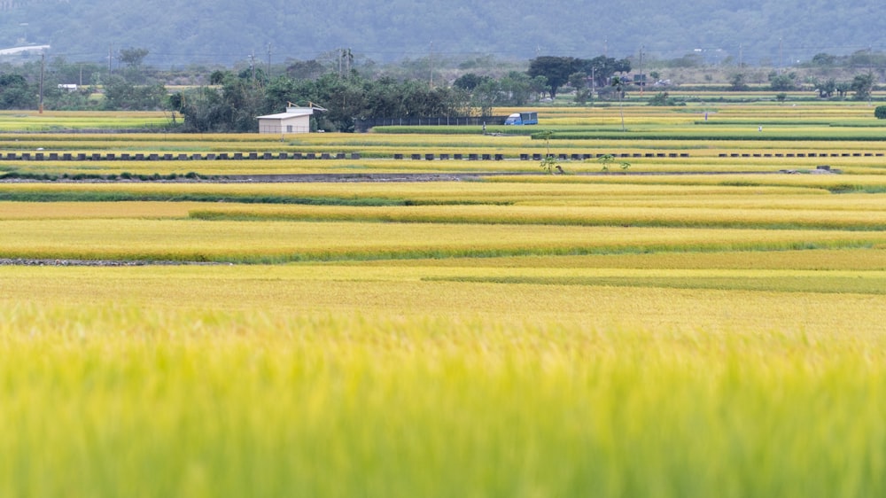 a field of yellow grass with a house in the distance