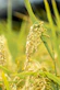 a close up of a bunch of wheat in a field