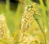 a close up of a bunch of wheat in a field