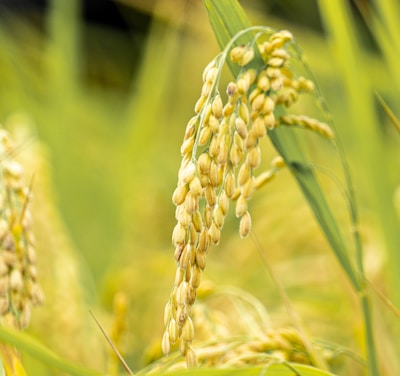 a close up of a bunch of wheat in a field