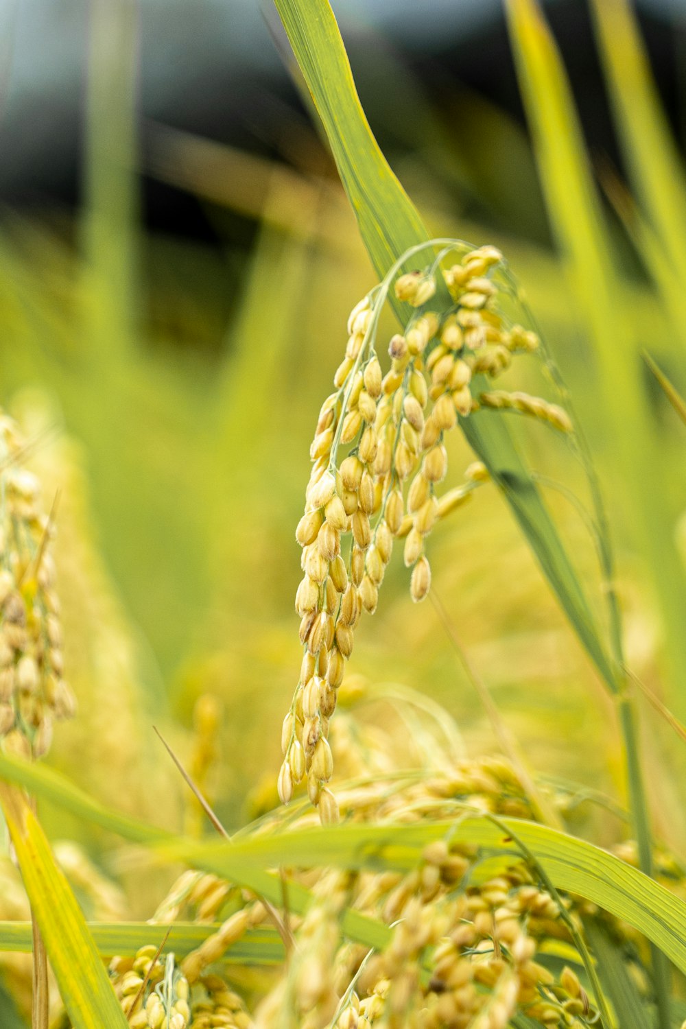 a close up of a bunch of wheat in a field