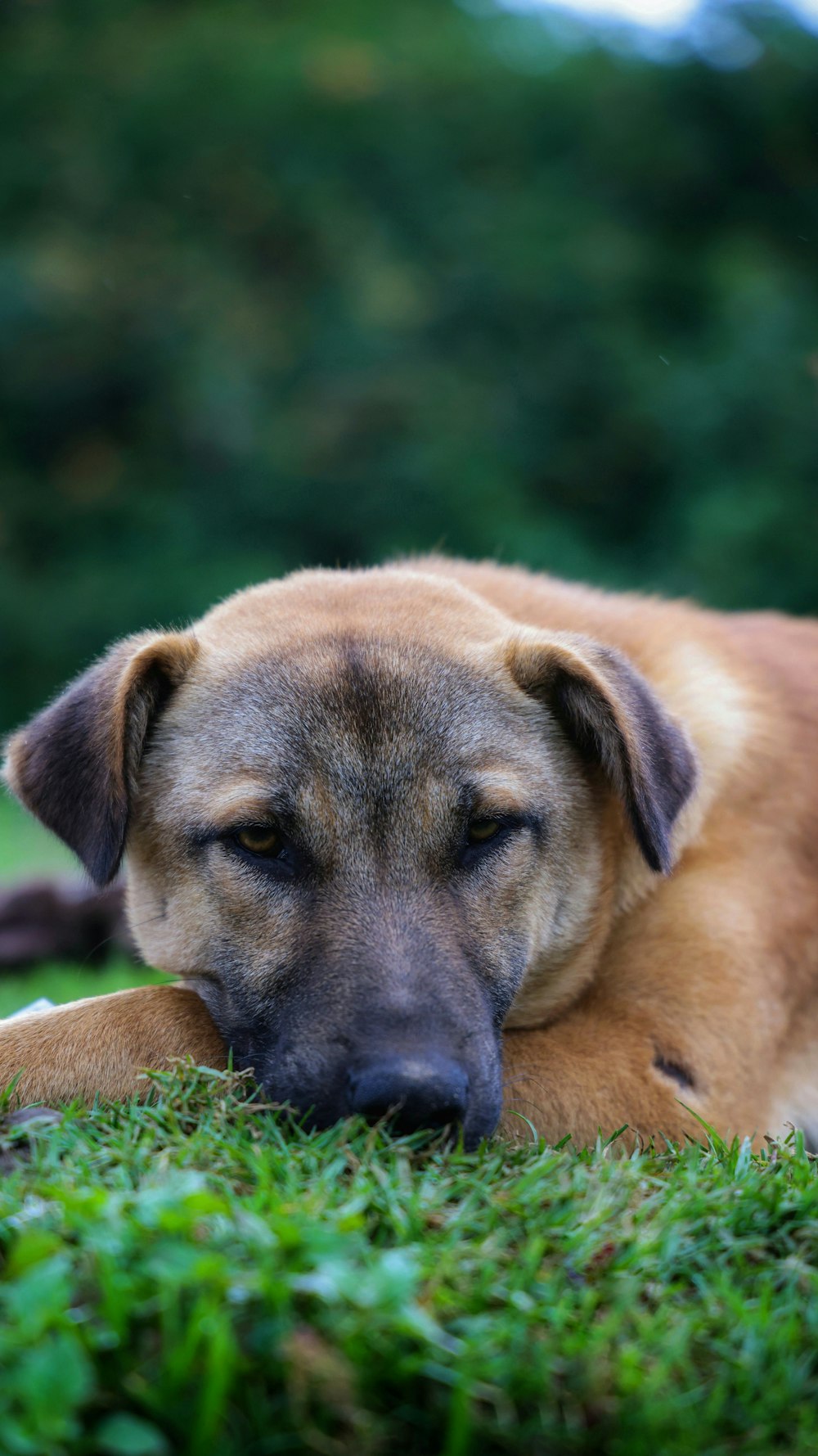 a brown dog laying on top of a lush green field