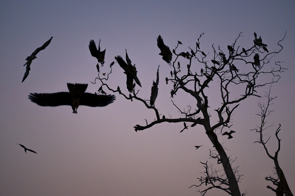 a flock of birds flying over a tree