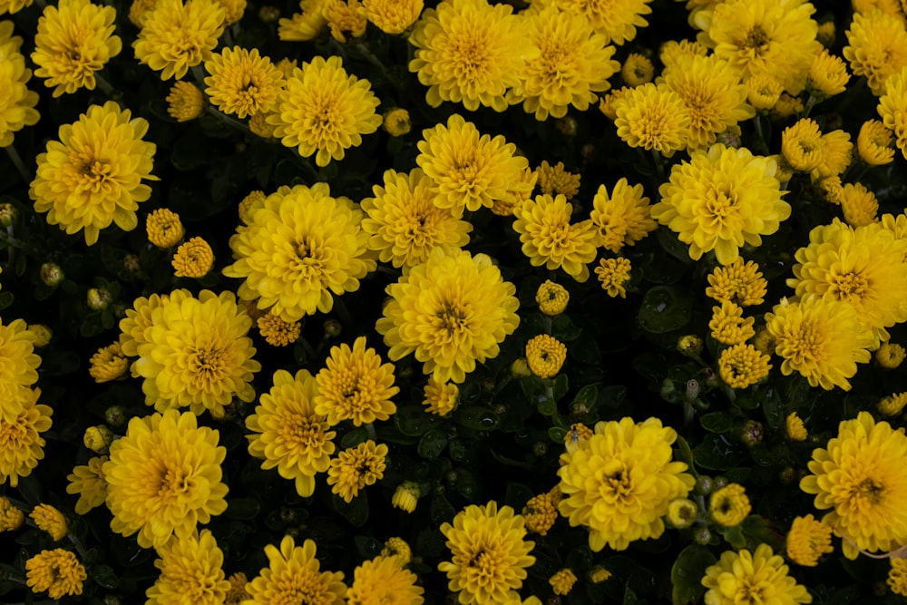 a bunch of yellow flowers that are blooming