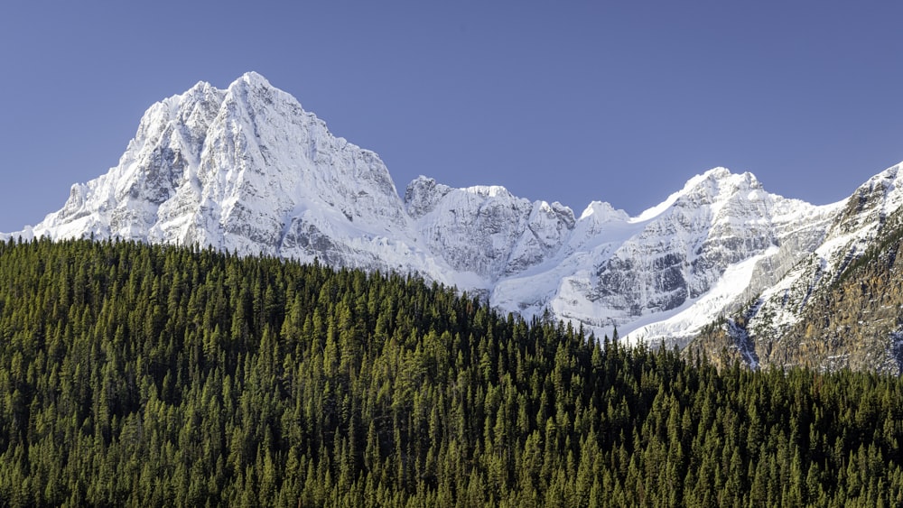 a mountain range with trees and a blue sky