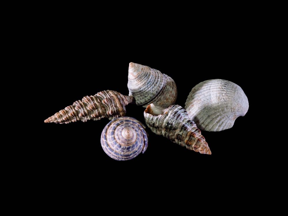 a group of sea shells on a black background