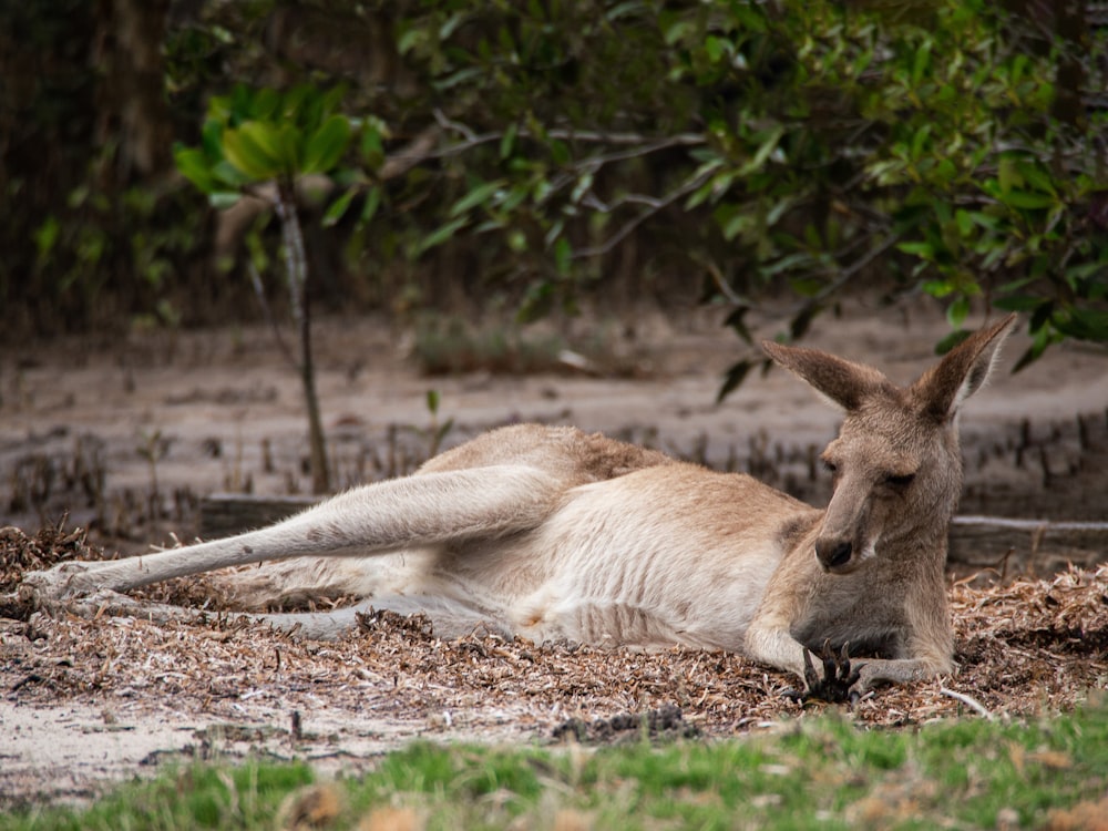 Un canguro tendido en el suelo en la hierba