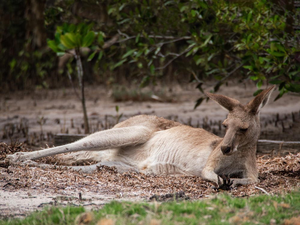 a kangaroo laying on the ground in the grass