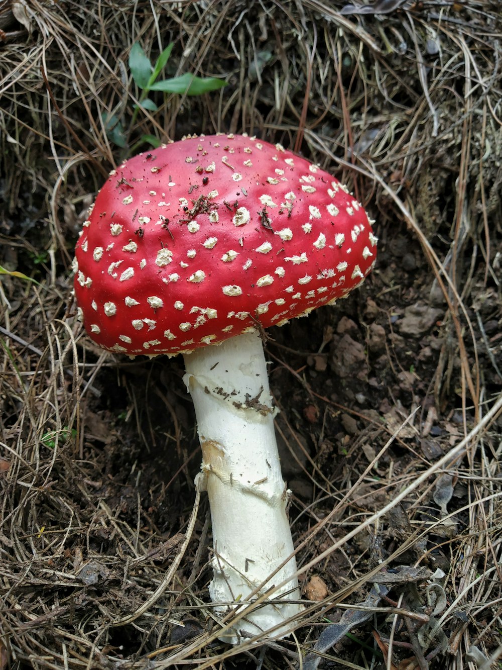 a close up of a mushroom on the ground