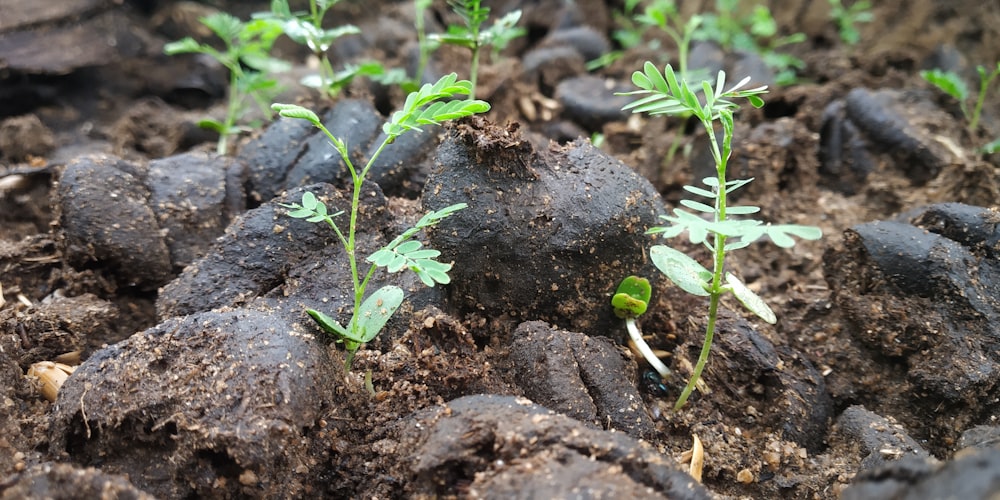 a close up of small plants growing in dirt