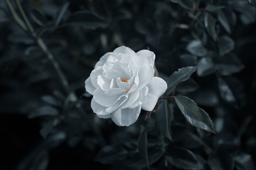 a white flower with green leaves in the background