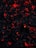 Dark charcoal pieces glow with vivid red and orange embers, creating a striking contrast against the surrounding blackened ash. The overall appearance suggests smoldering coals emitting warmth and light.