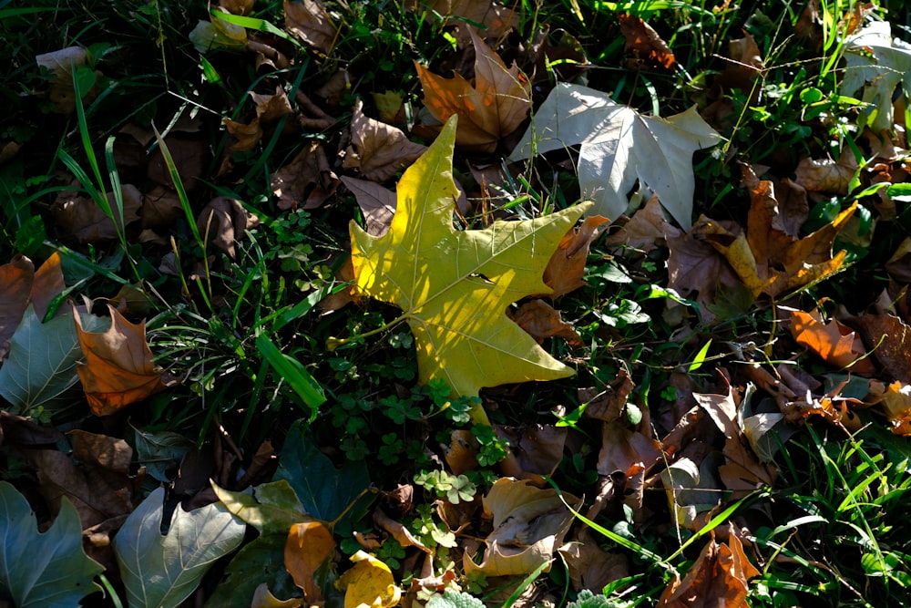 a yellow leaf laying on top of a lush green field