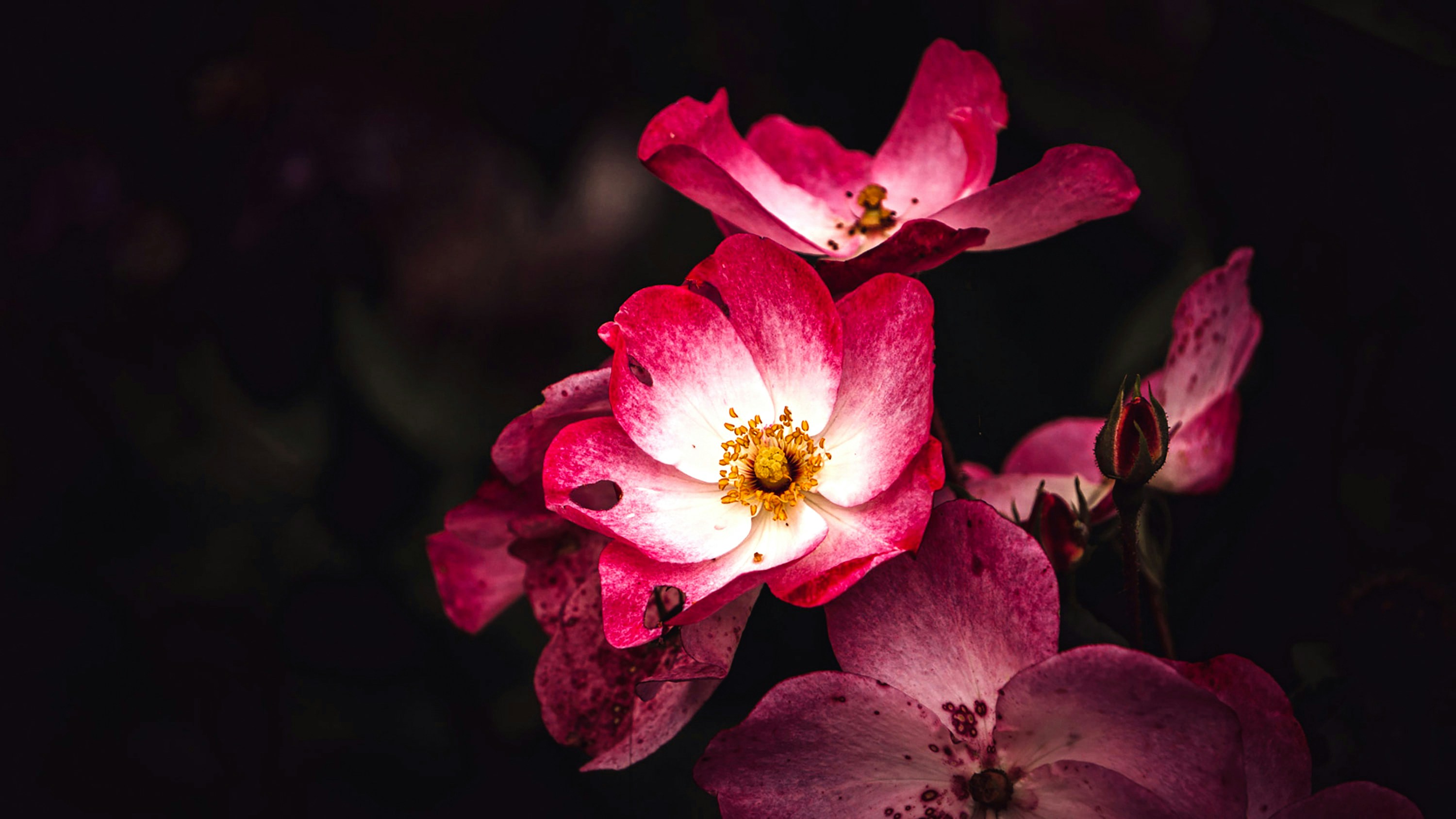 Photo by dreamlandscape