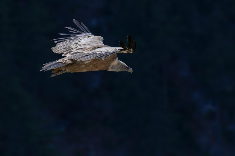 a large bird flying through the air with its wings spread