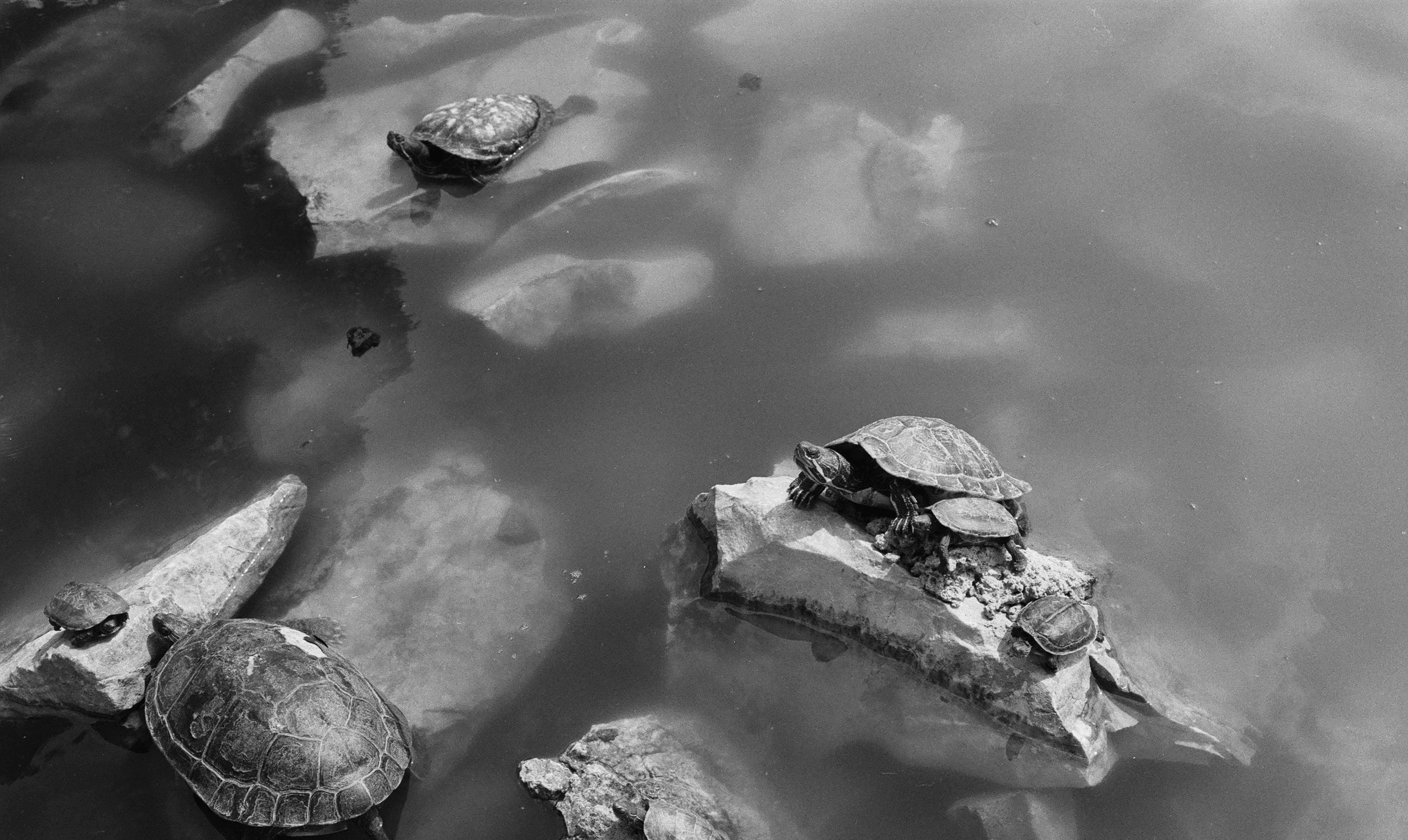 Photo by geraltyichen