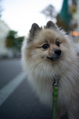 a small white dog on a leash on a street
