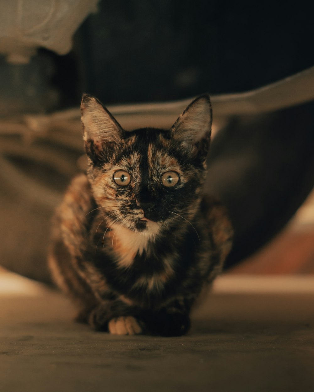 a cat sitting under a car looking at the camera