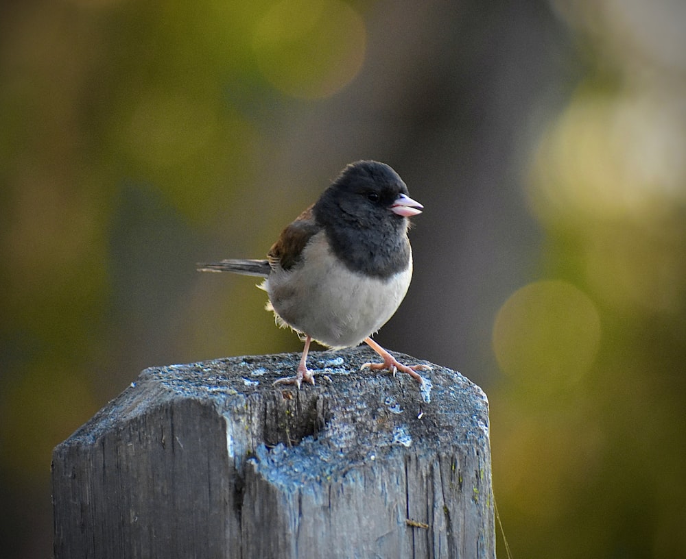 a small bird sitting on top of a wooden post