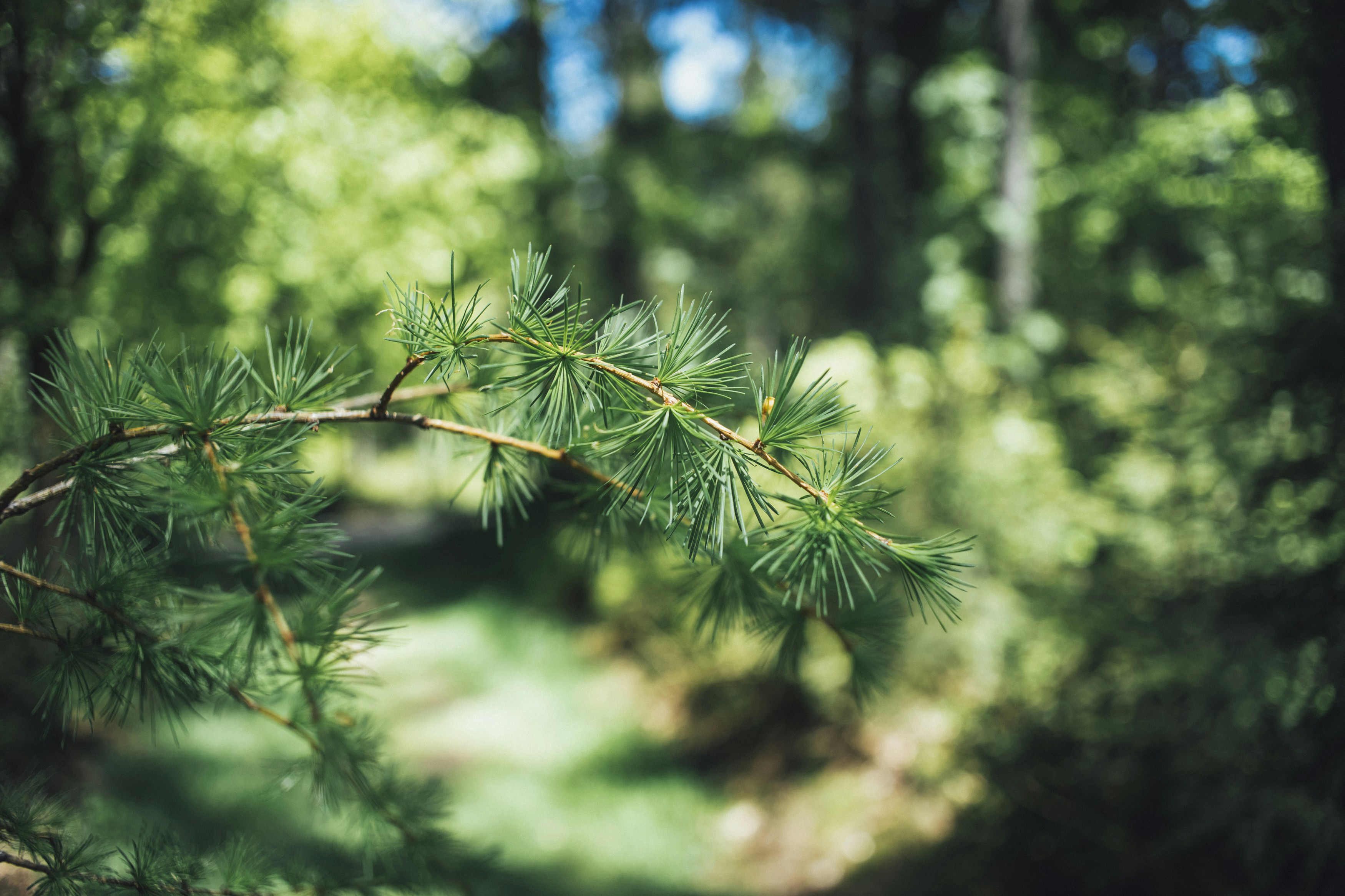 Photo by markusspiske