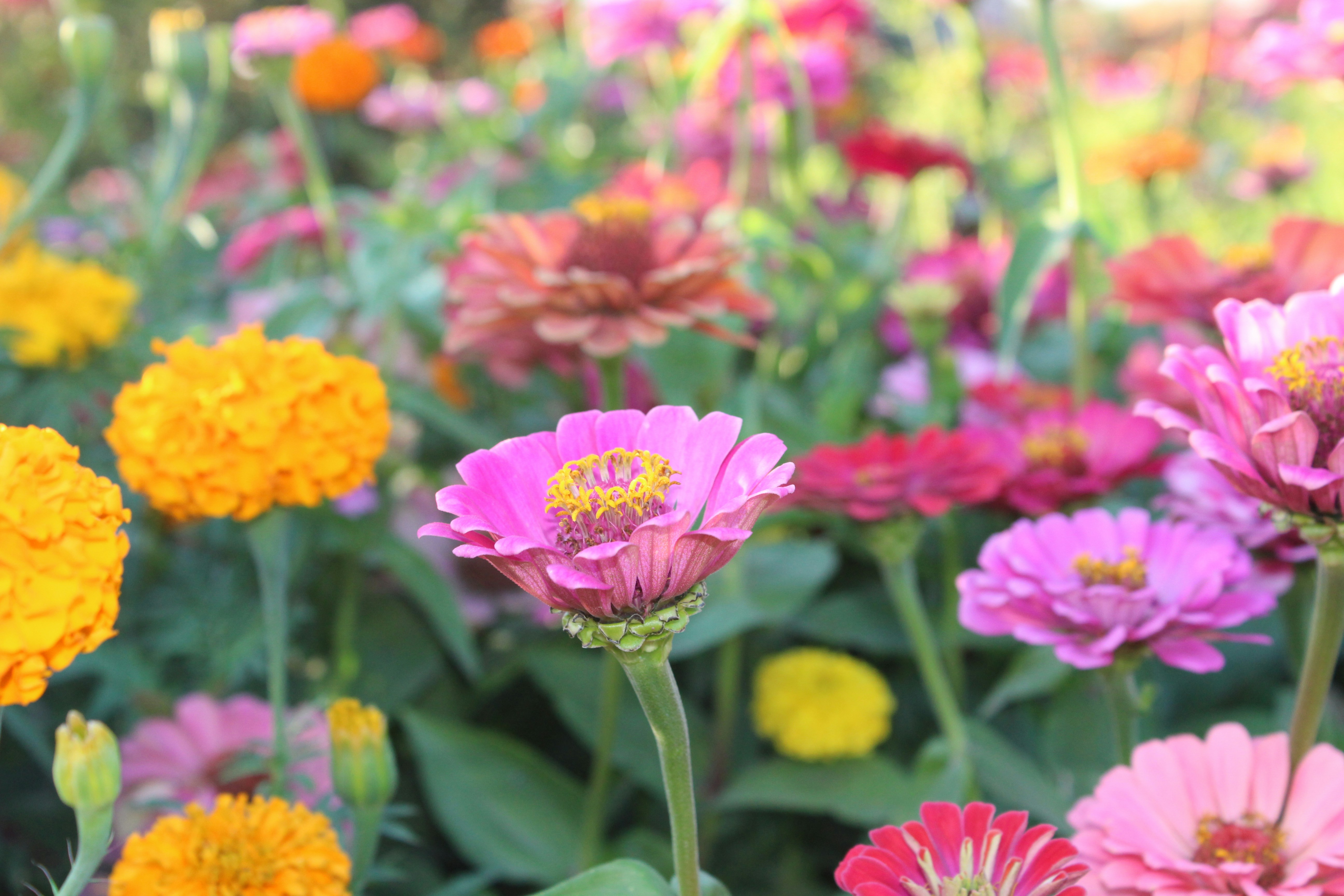 Photo by lillyflower99