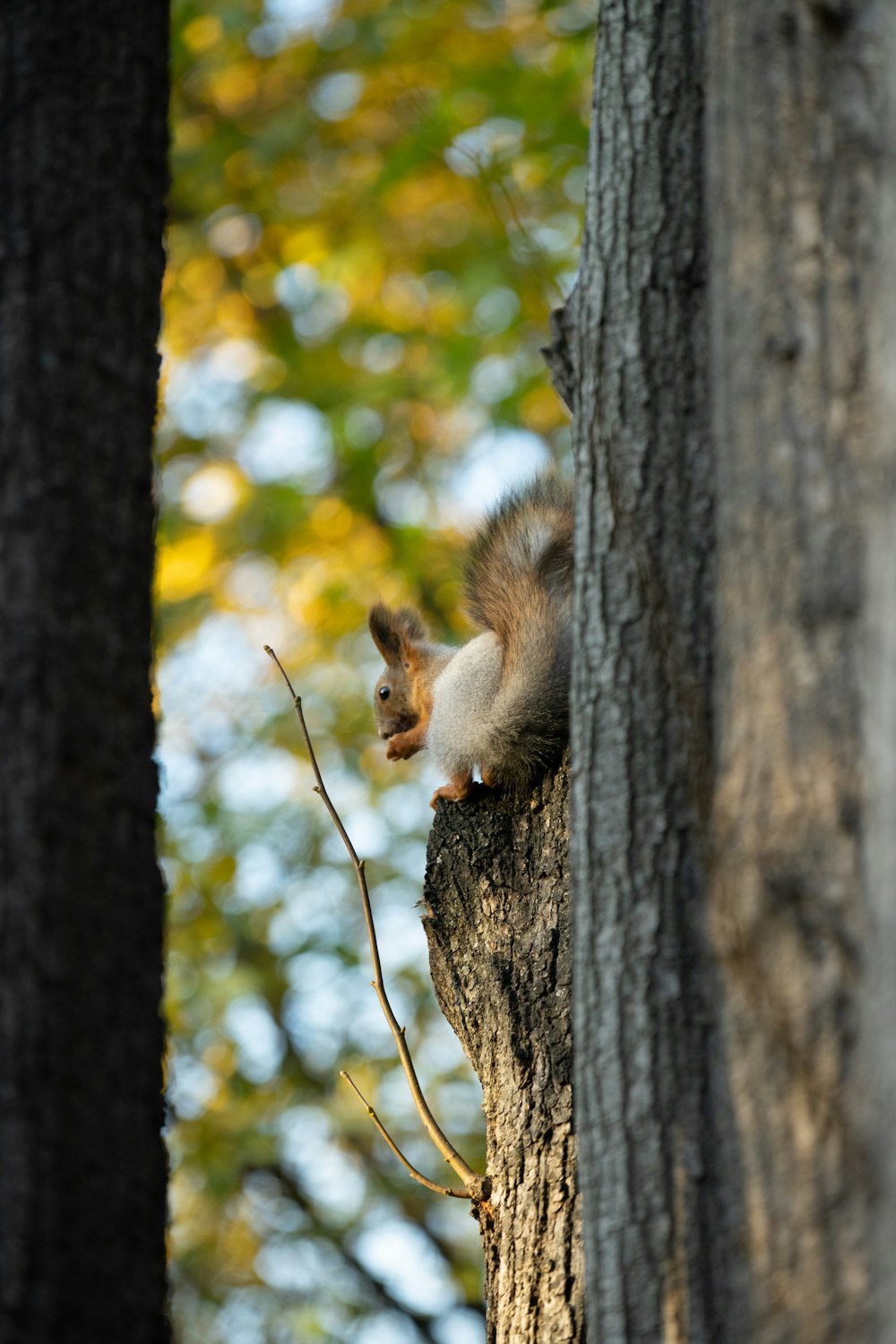 a squirrel sitting on top of a tree trunk