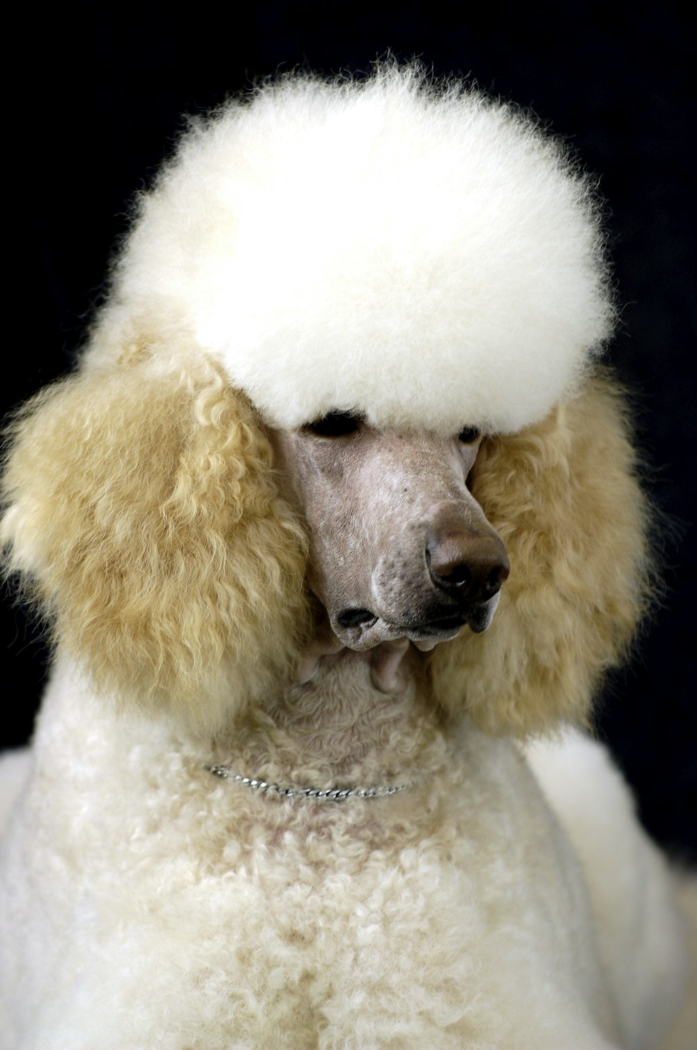 a white poodle with a white ball on it's head
