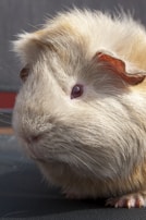 A guinea pig mid-hop, captured in motion with a blurred background.