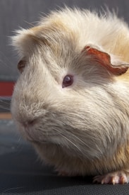 A close-up of a guinea pig with light brown fur and an alert expression. The guinea pig's eye is visible, along with its soft fur and small ear. The background is slightly blurred, highlighting the animal in the foreground.