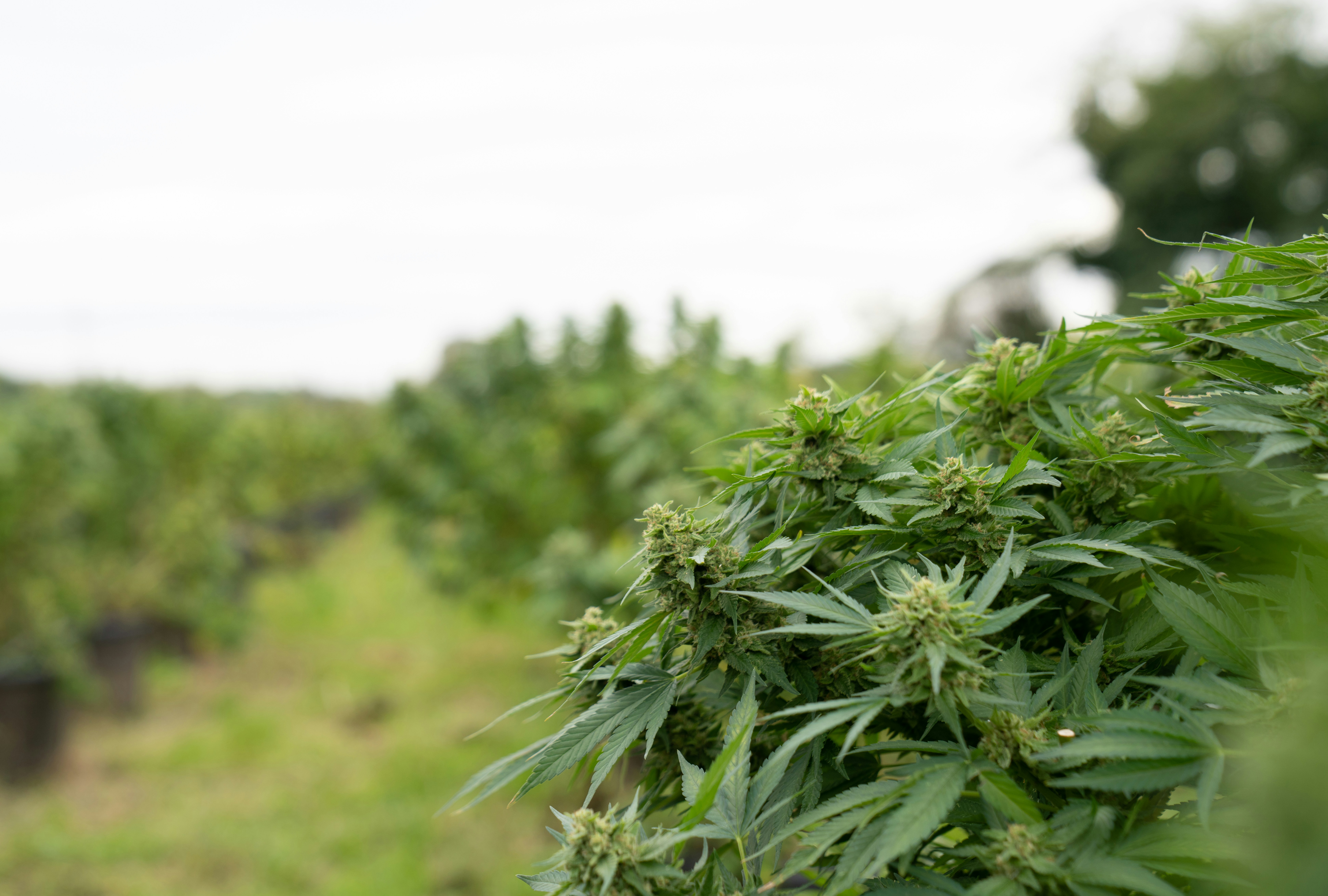 a field with lots of green plants growing on it